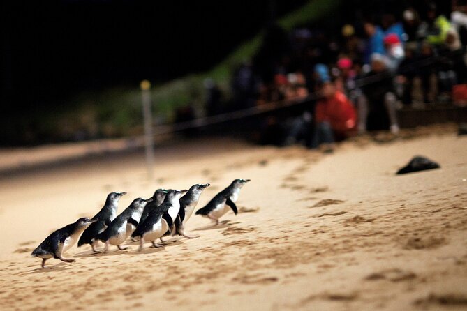 Puffing Billy Steam Train and Penguins Wildlife Tour - Guides, group size, and the pace of the day