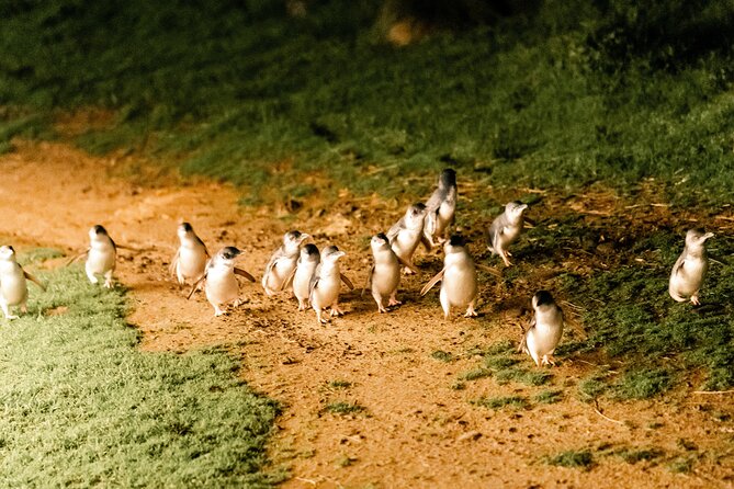Puffing Billy Steam Train and Penguins Wildlife Tour - Is $164.25 good value?