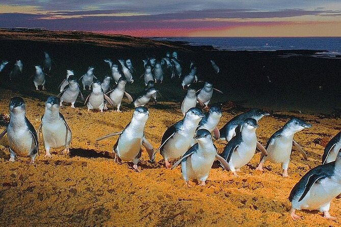 Puffing Billy Train and Phillip Island Penguin Parade Day Tour - Is $105.43 good value?