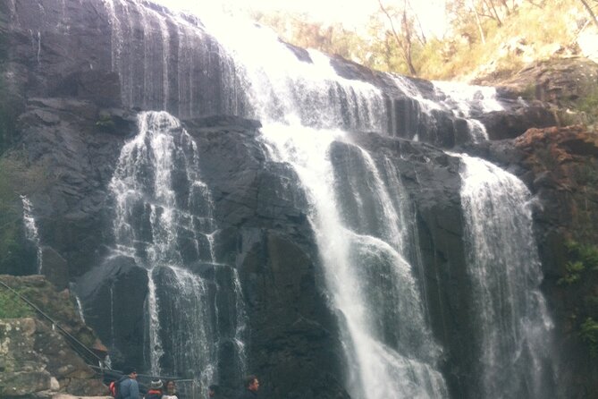 Puffing Billy Train and Phillip Island Penguin Parade Day Tour - Timing, comfort, and who should book