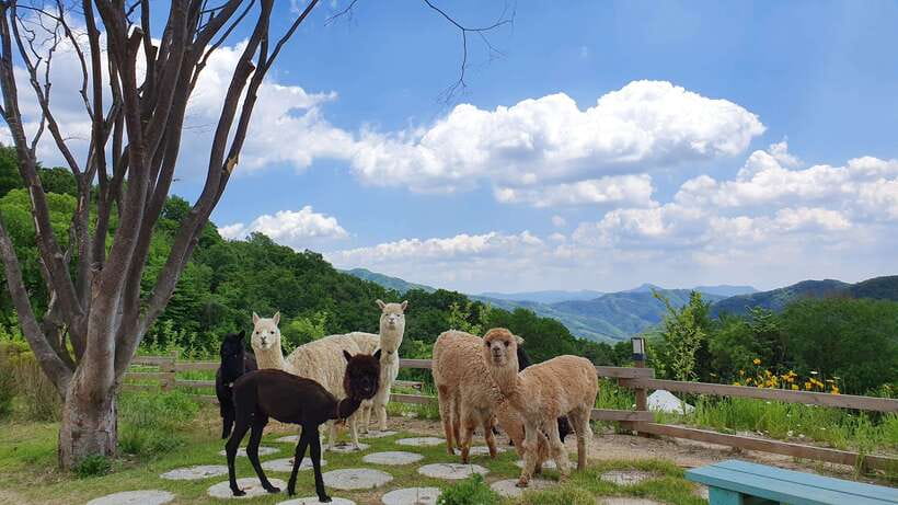 Seoul: Alpaca, Nami, Morning Calm or Eobi (+Rail Bike) - Why this long day trip works