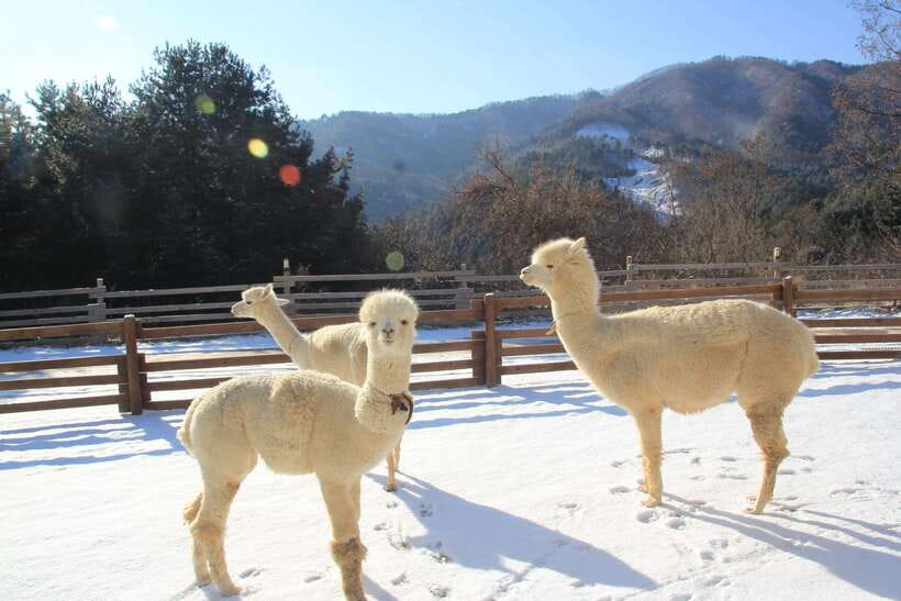 Seoul: Alpaca, Nami, Morning Calm or Eobi (+Rail Bike) - Alpaca World, cute animals and limited time