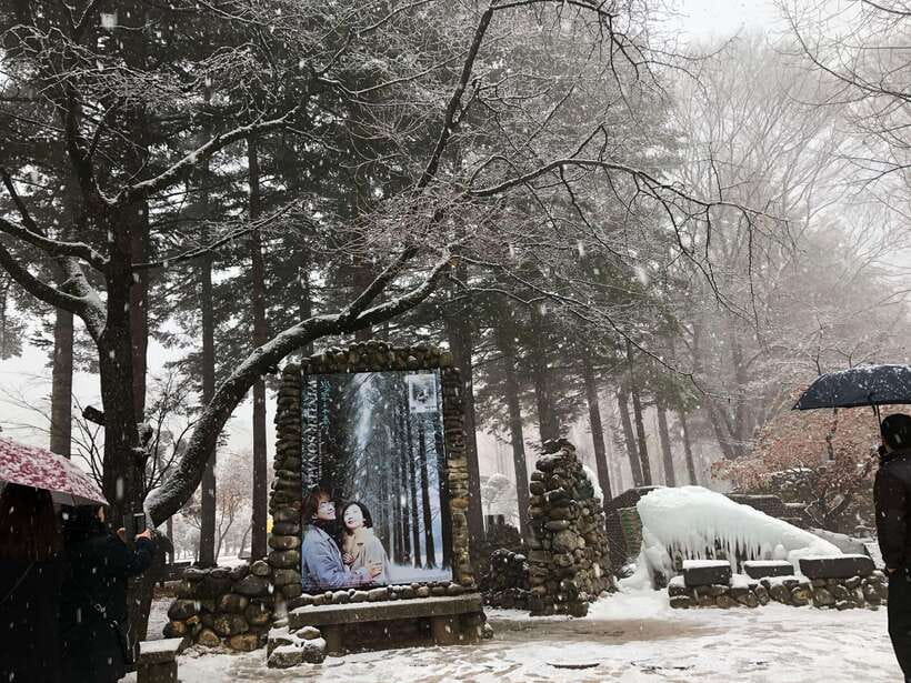 Seoul: Alpaca, Nami, Morning Calm or Eobi (+Rail Bike) - Nami Island, the day’s main walking stop