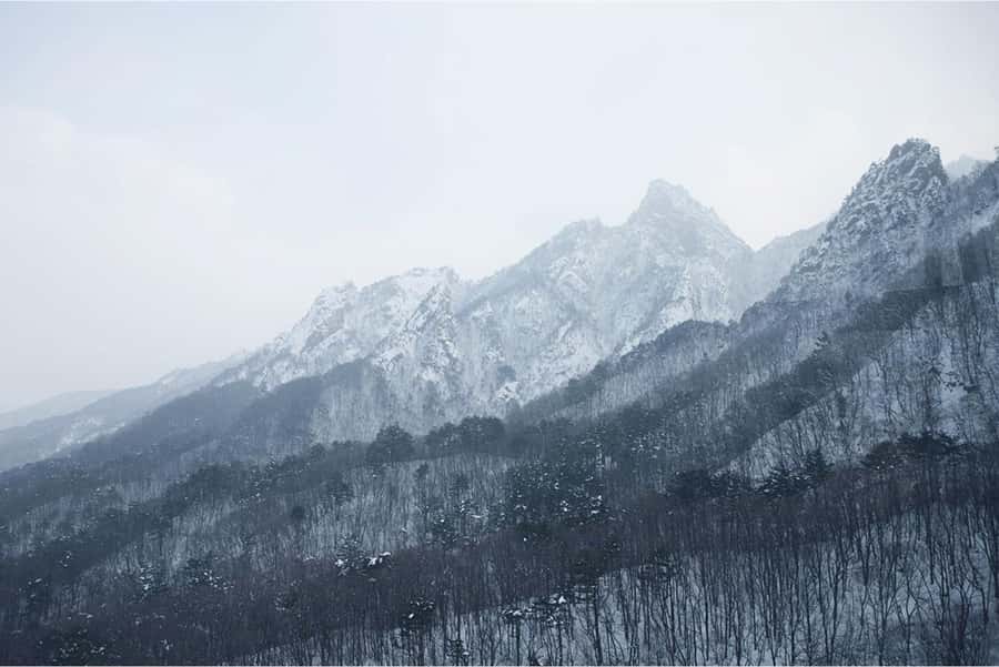 Seoul: Nami, Rail Bike, Morning Garden (+Healing Park) - Nami Island: tree-lined paths and 3.5 hours to explore