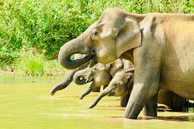 Sigiriya, Kandy to Ella TRain Ride plus Up Country TEA[B&B Basis] - The Kandy to Ella train ride is the trip’s biggest promise