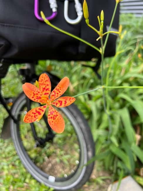 Singapore Brompton Bike Tour from Rail Corridor, with food! - What the cycling is really like