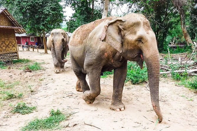 Small Group: Kanchanaburi Death Railway, Erawan Waterfall and Elephant - Why this Kanchanaburi day trip works
