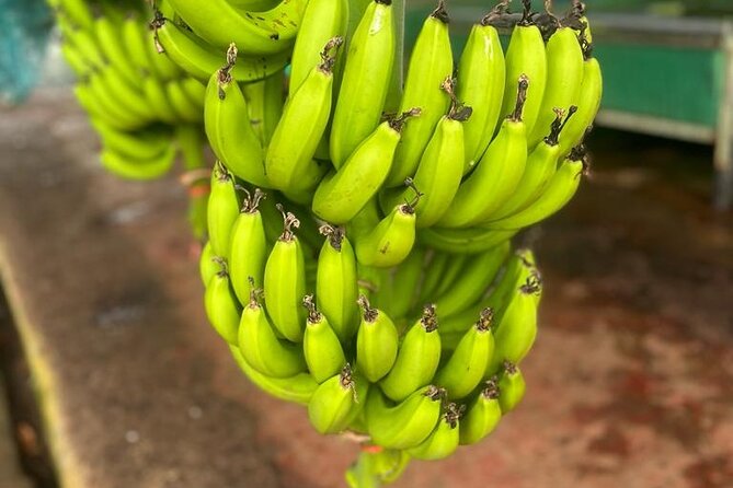 Small train tour of a banana farm in Martinique - What makes this banana farm visit worthwhile