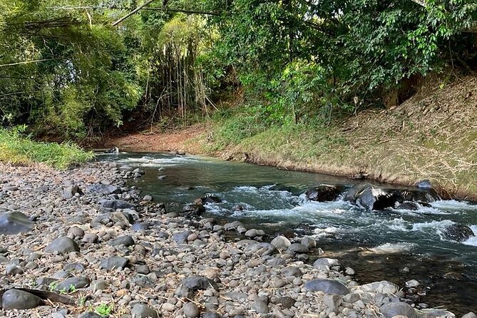 Small train tour of a banana farm in Martinique - Important comfort and language notes