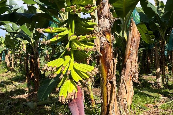 Small train tour of a banana farm in Martinique - Reliability and what to do if plans change