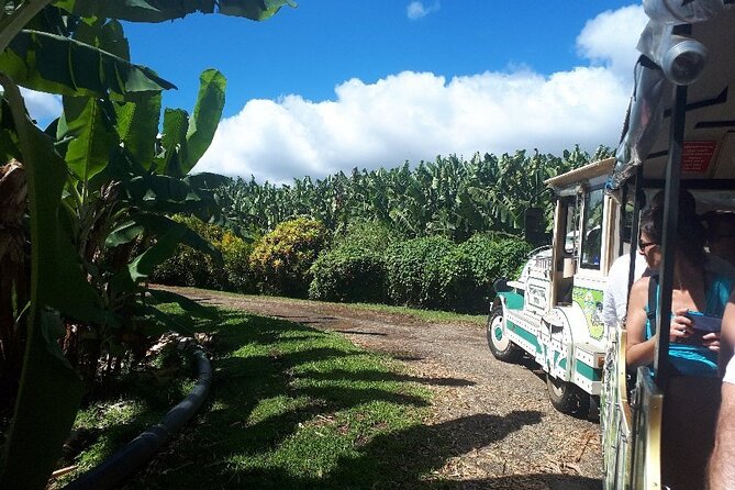 Small train tour of a banana farm in Martinique - Learning how Martinique bananas are produced
