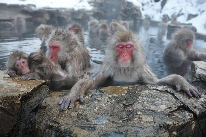 Snow Monkey Park and Miso Production Tour Bullet Train from Tokyo - Key points to know before booking