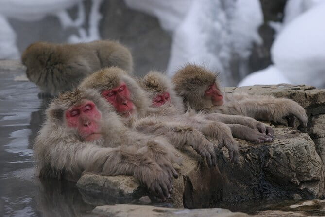 Snow Monkey Park and Miso Production Tour Bullet Train from Tokyo - Meeting your guide in Nagano