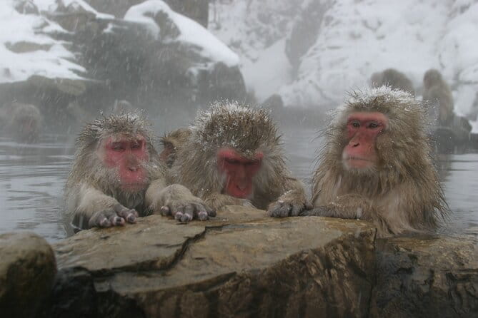 Snow Monkey Park and Miso Production Tour Bullet Train from Tokyo - Starting at Tokyo Station and riding north