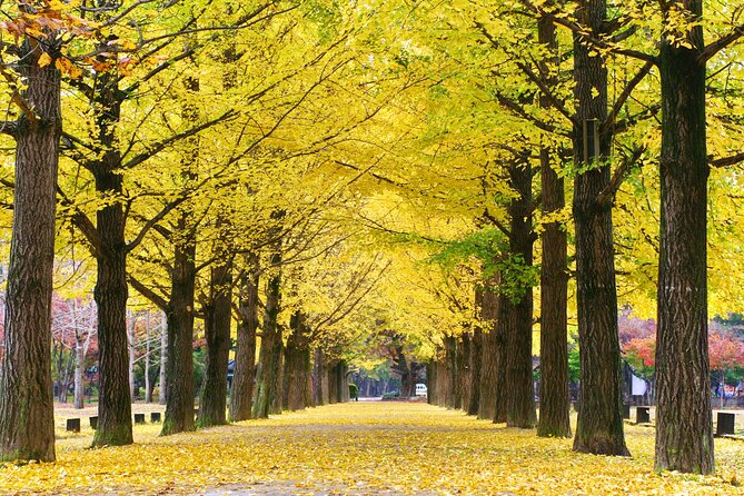 Special Private Tour Nami Island, Rail Bike, Petite France - Nami Island: two hours among Korean scenery