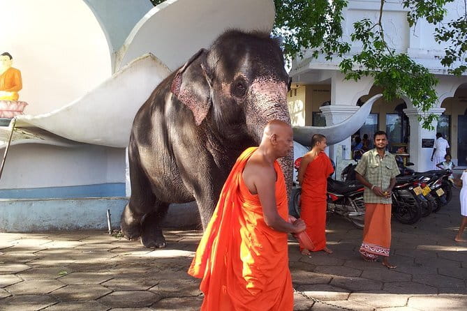 Sri Lanka Ella Private Day Tour Nine Arch & Elephant transit home - Tea country and the making of Sri Lankan tea