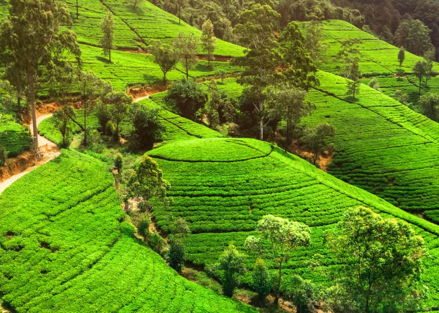 Sri Lanka Private 2-day Tour:Train Trip, Kandy, Nuwara Eliya - Guides, drivers, and the private-tour question
