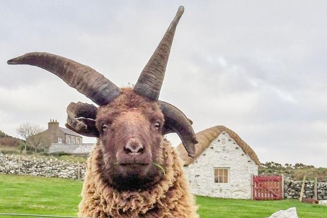 Steam Trains and Castles with qualified Isle of Man Tour Guide - Cregneash, Manx cats, and Loaghtan sheep