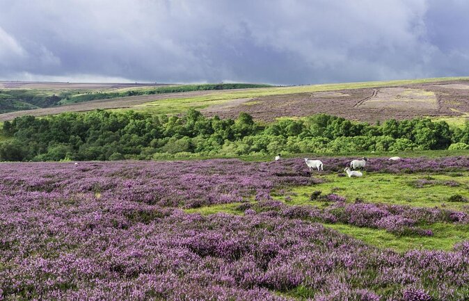 Steam Trains, Whitby, and the North York Moors Full-Day Tour from York - Whitby: two hours for Dracula, Captain Cook, and lunch