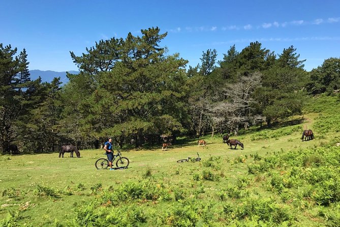 The Train Track Trail Mountain Bike Ride - Private experience - Should you book this private ride?