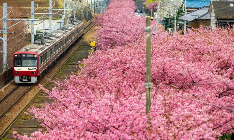 Tokyo:Izu Penisula Train Mt Omuro, Capybara Sightseeing Trip - Jogasaki Coast and the Kadowaki Suspension Bridge
