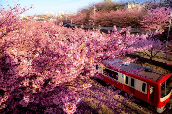 Tokyo-Izu: Volcano, Ocean& Capybara Cuddle with Izu Scenic Train - Why this Tokyo to Izu day trip is worth considering