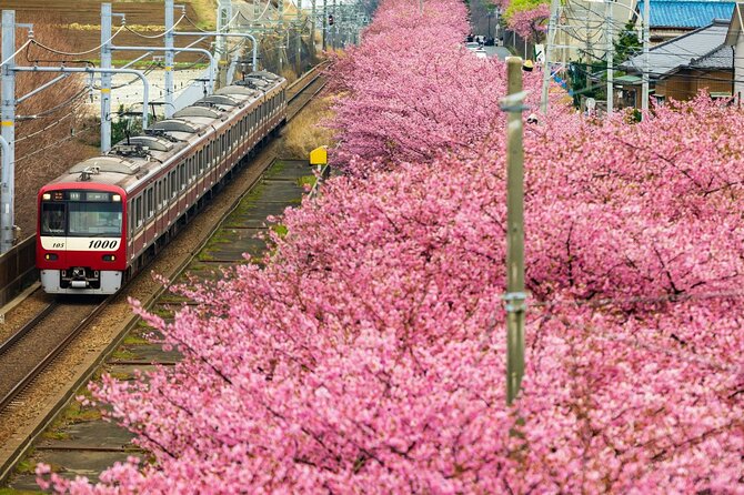 Tokyo-Izu: Volcano, Ocean& Capybara Cuddle with Izu Scenic Train - Pick your centerpiece: Mt. Omuro or the capybaras