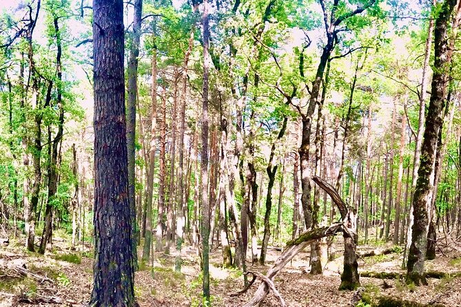 Tour with the Mountain Train, Trek to Mystic Forest and Castle - Key points at a glance