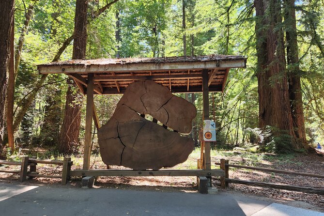 Train Ride Adventure through Mother Natures Giant Redwoods Park - What can go wrong at pickup