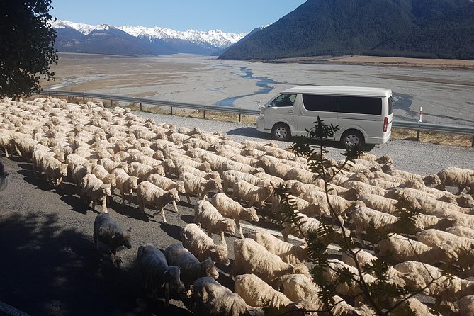 Tranz Alpine Train Tour - A homemade picnic among the mountains