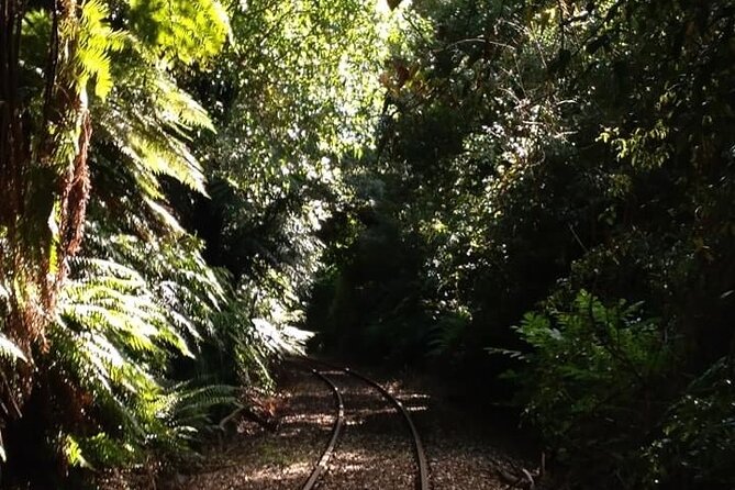 Ultimate self-drive rail car journey - Ohokeriki forest brings the best scenery