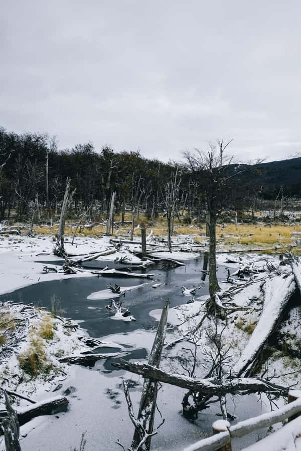 USHUAIA | Tierra del Fuego National Park & Optional Train - Ensenada Bay and the southernmost post office