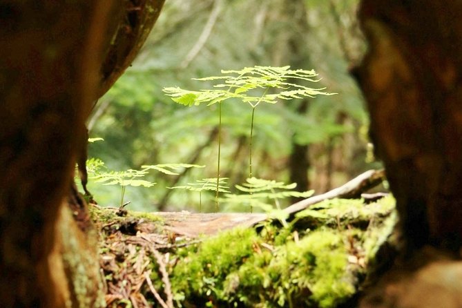 Whistler Train Wreck, Suspension Bridge & Hidden Waterfall Adventure - Who will enjoy this experience most