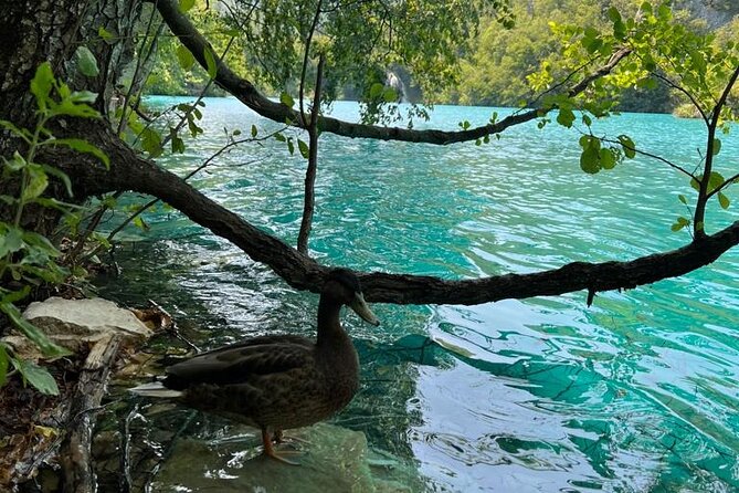 Zagreb: Plitvice Lakes With Secured Tickets, Boat And Train Ride - What the guide adds to the experience